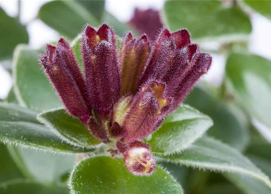 Aeschynanthus 