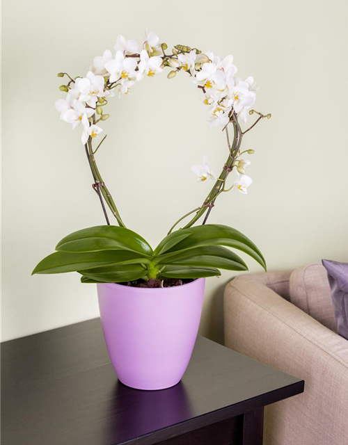 Phalaenopsis weiss