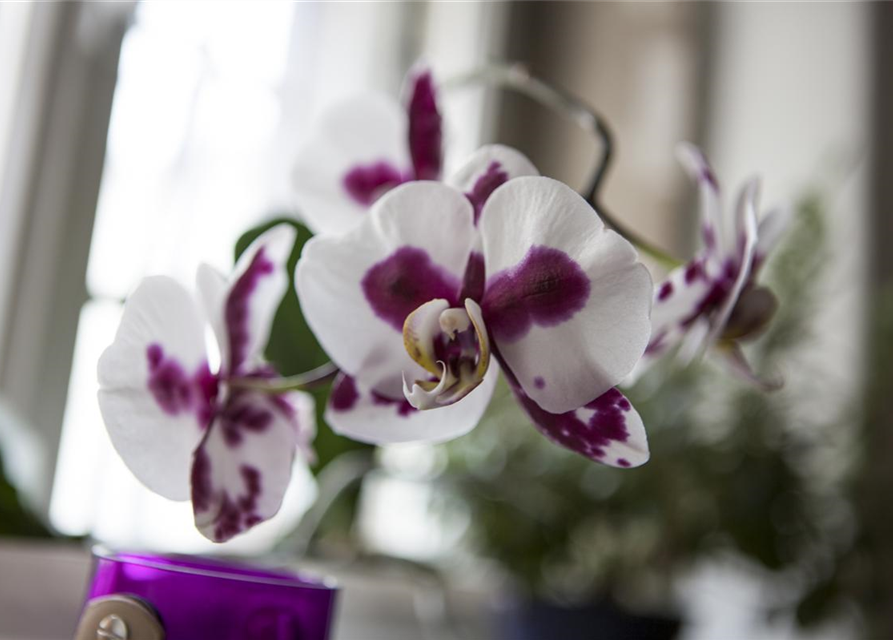 Phalaenopsis 