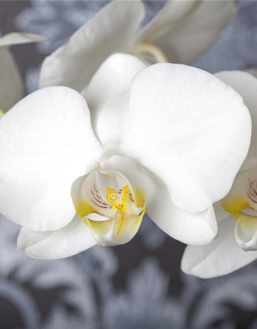 Phalaenopsis 