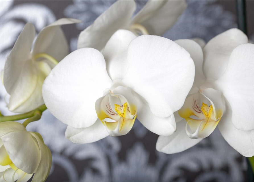 Phalaenopsis 