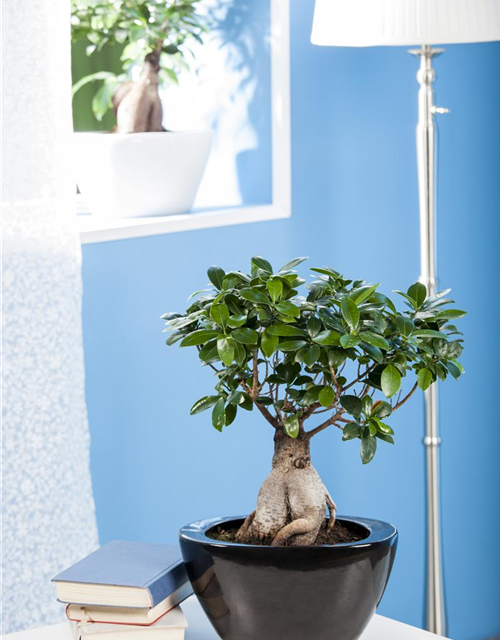 Ficus Ginseng