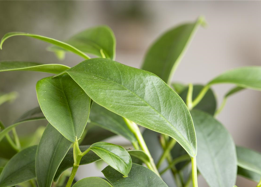 Ficus Ginseng