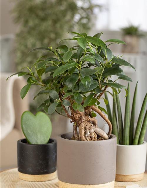 Ficus Ginseng