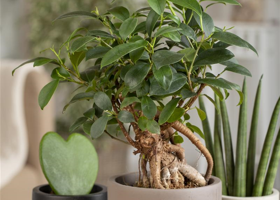 Ficus Ginseng