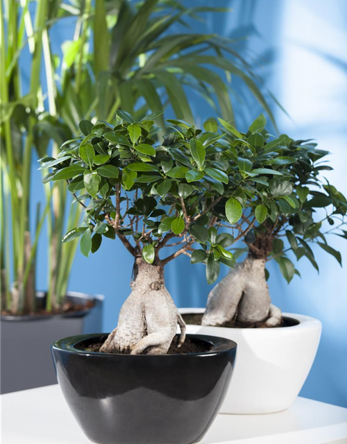 Ficus Ginseng