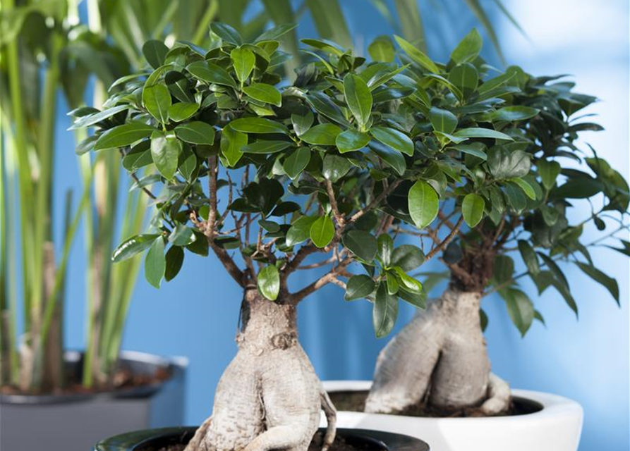 Ficus Ginseng