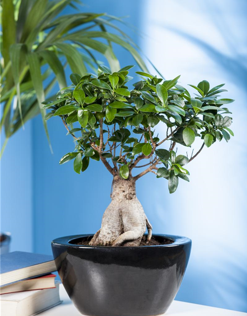 Ficus Ginseng