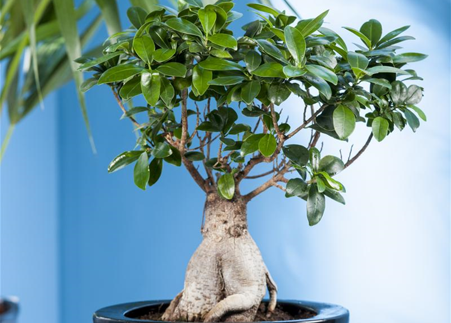 Ficus Ginseng