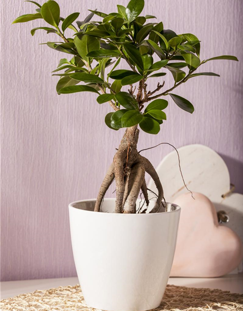 Ficus Ginseng