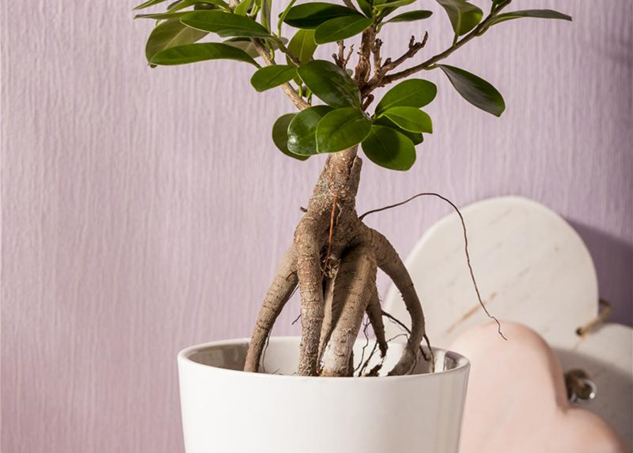 Ficus Ginseng