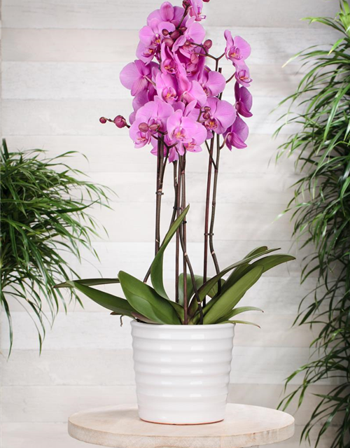 Phalaenopsis Duetto mix