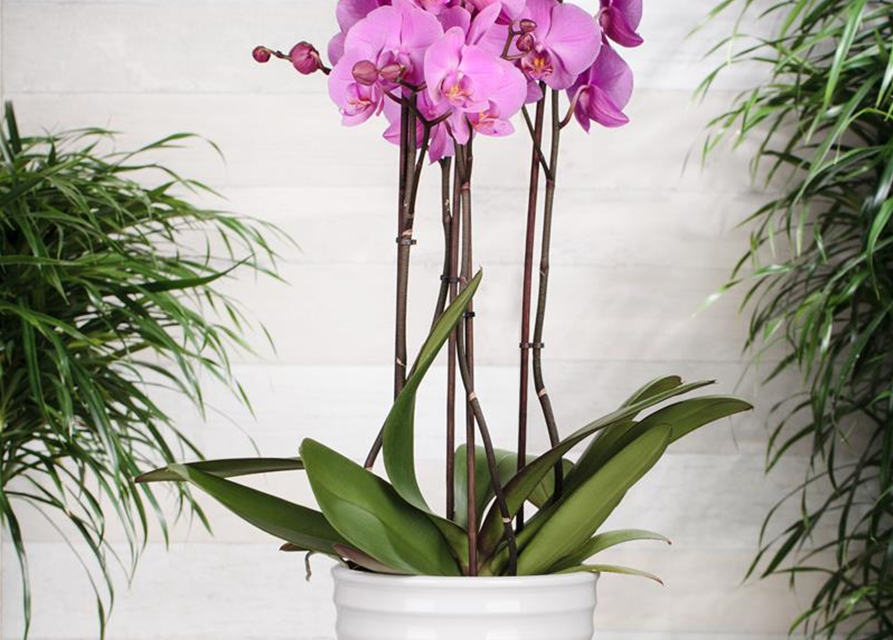 Phalaenopsis Duetto mix