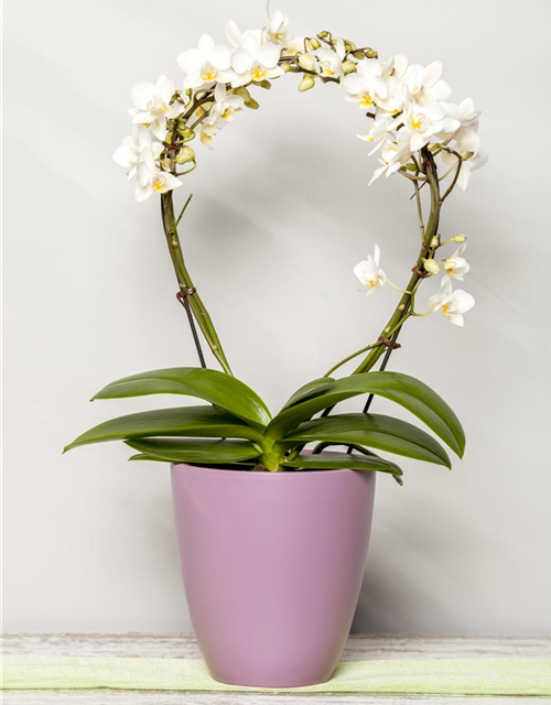 Phalaenopsis weiss