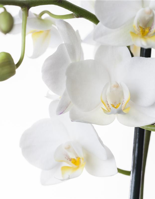 Phalaenopsis weiss