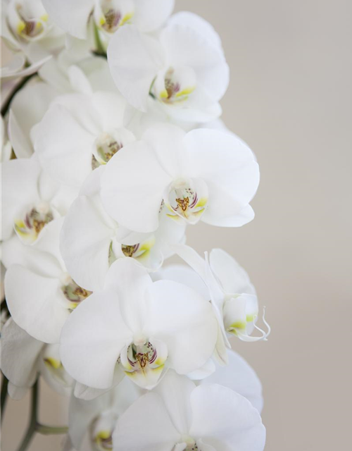 Phalaenopsis weiss