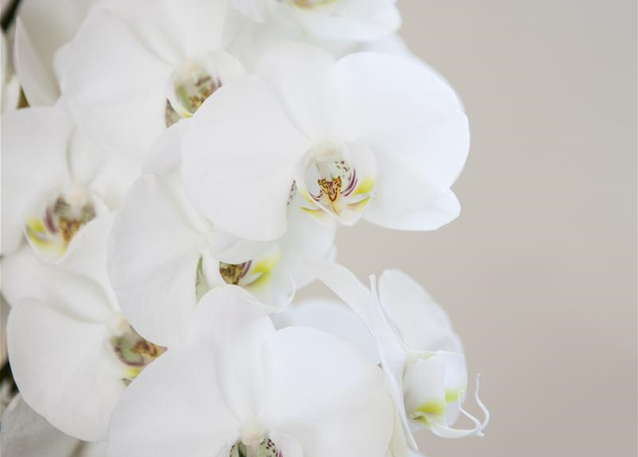 Phalaenopsis weiss