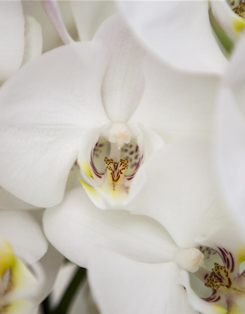 Phalaenopsis weiss