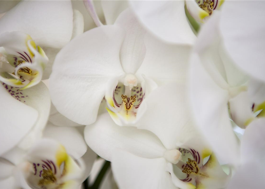 Phalaenopsis weiss