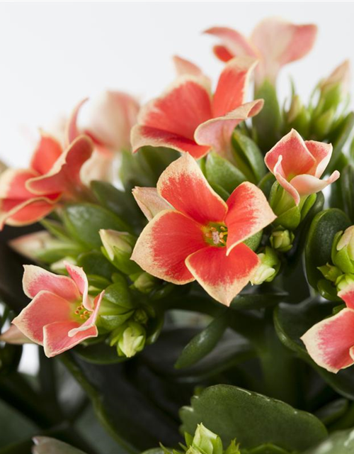 Kalanchoe 