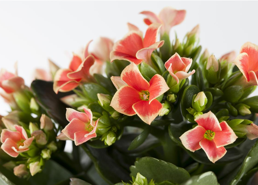 Kalanchoe 