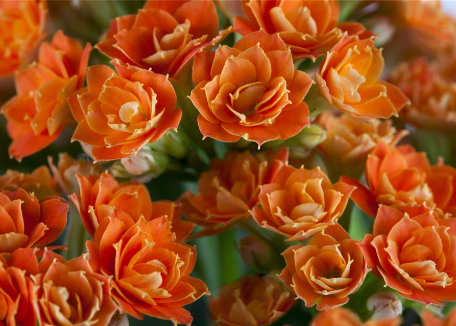 Kalanchoe 