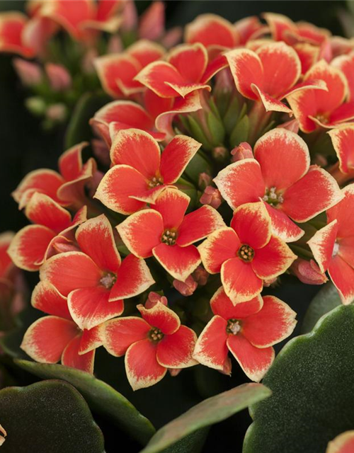 Kalanchoe 