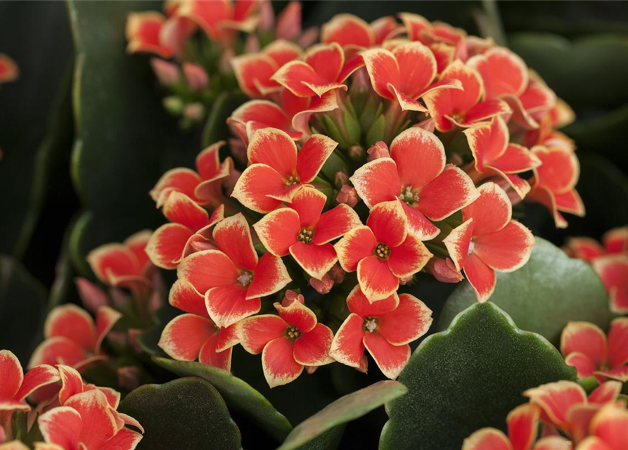 Kalanchoe 