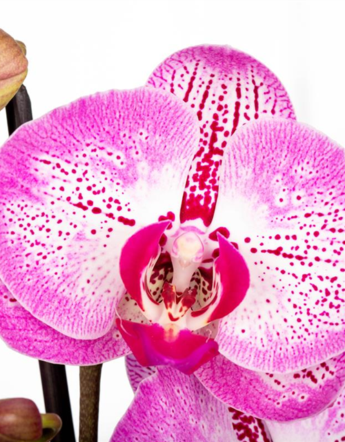 Phalaenopsis MF Oman