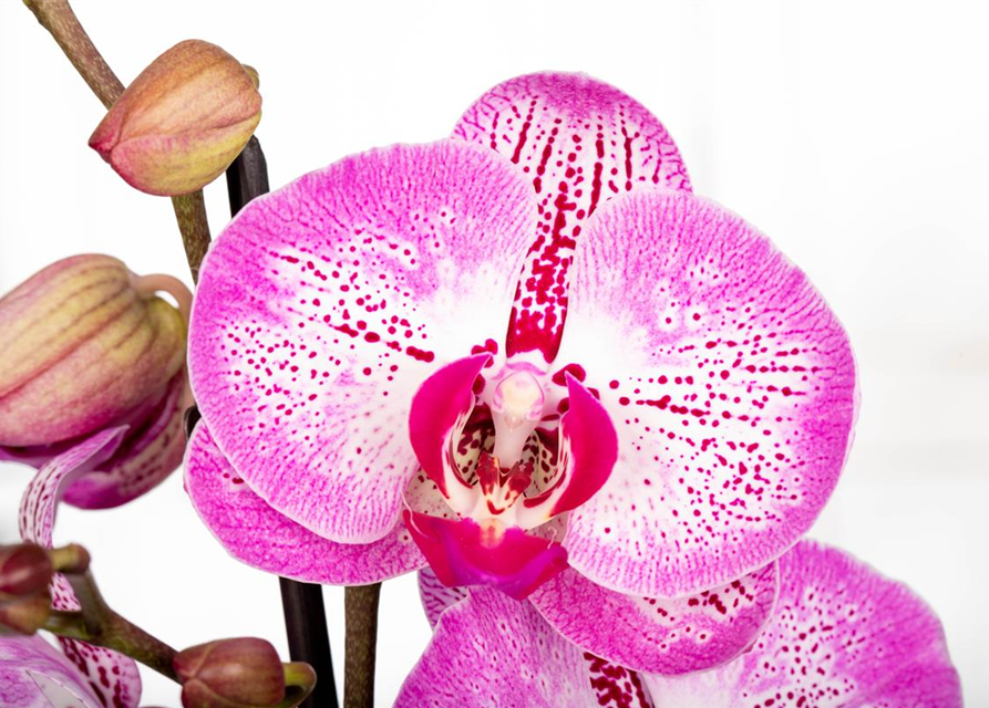 Phalaenopsis MF Oman