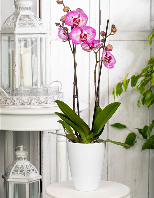 Phalaenopsis MF Oman