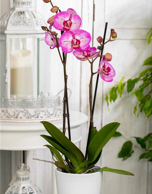 Phalaenopsis MF Oman