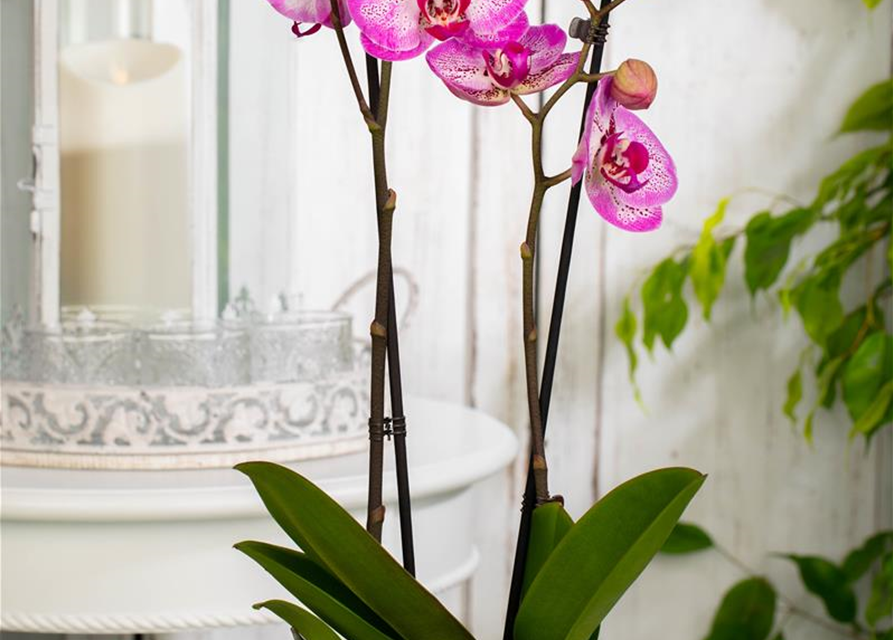 Phalaenopsis MF Oman