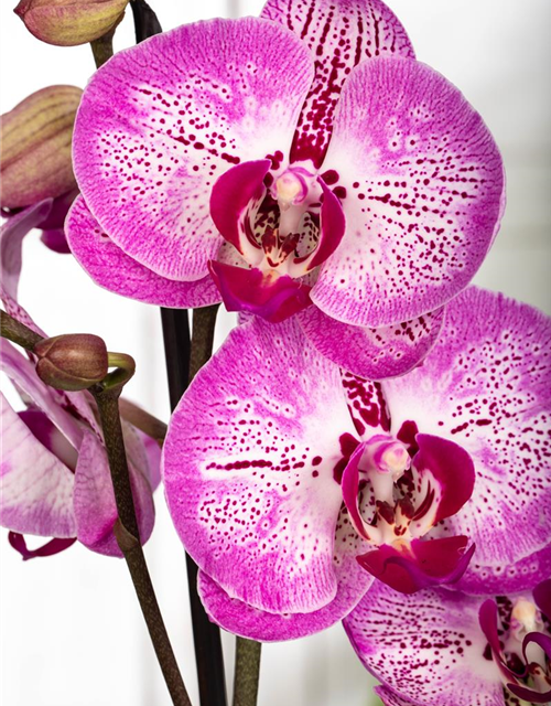 Phalaenopsis MF Oman