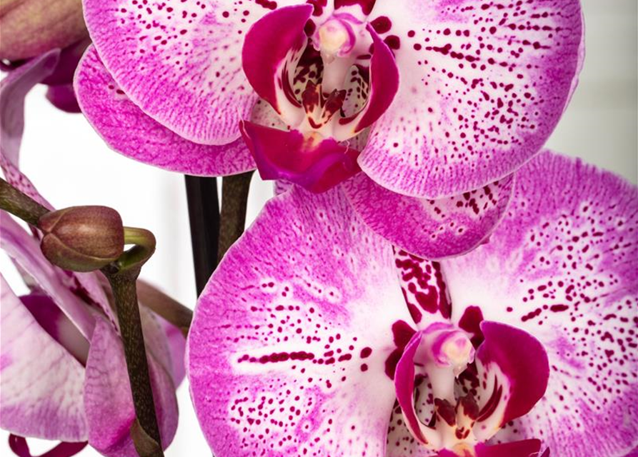 Phalaenopsis MF Oman