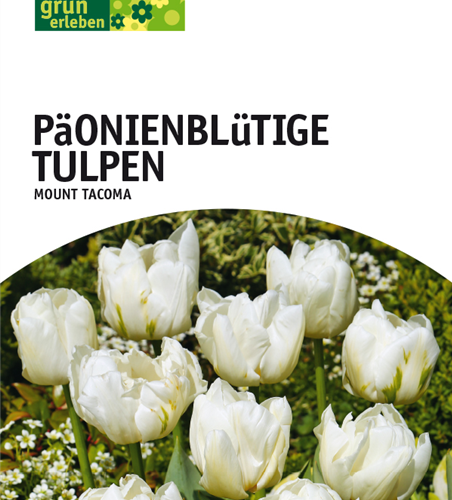 Päonienblütige Tulpen Mount Tacoma