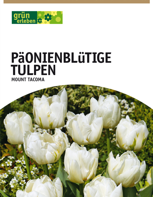 Päonienblütige Tulpen Mount Tacoma