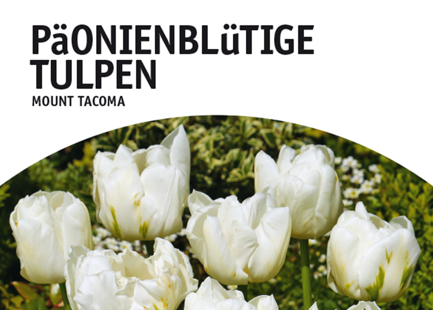 Päonienblütige Tulpen Mount Tacoma