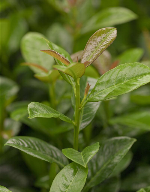 Kirschlorbeer Prunus laurocerasus Copperbell 120-140cm hoch