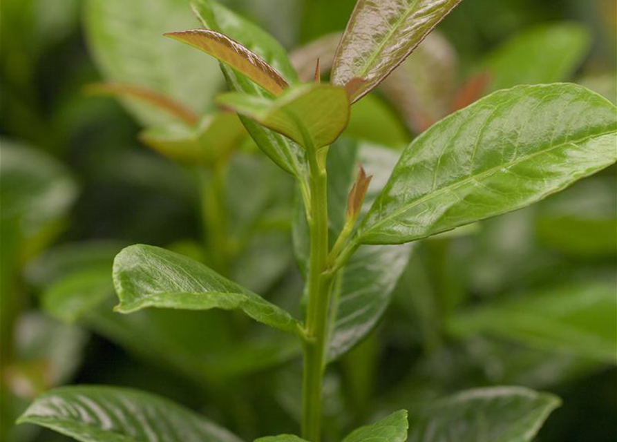 Kirschlorbeer Prunus laurocerasus Copperbell 120-140cm hoch