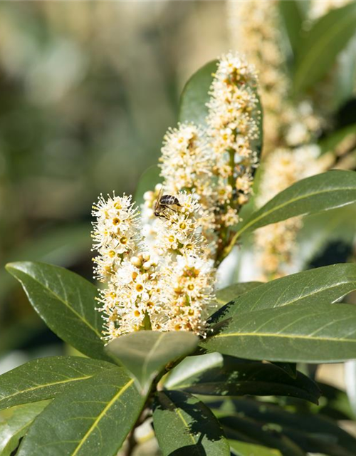 Kirschlorbeer Prunus laurocerasus Copperbell 120-140cm hoch