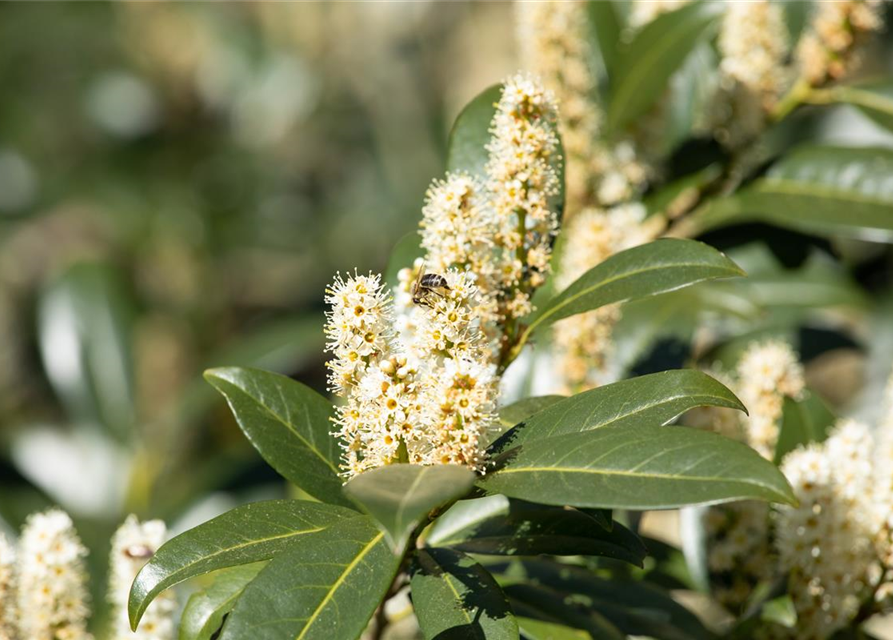 Kirschlorbeer Prunus laurocerasus Copperbell 120-140cm hoch