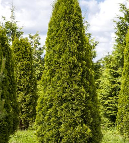 Lebensbaum Thuja Smaragd