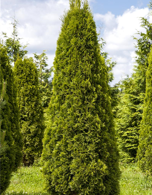 Lebensbaum Thuja Smaragd