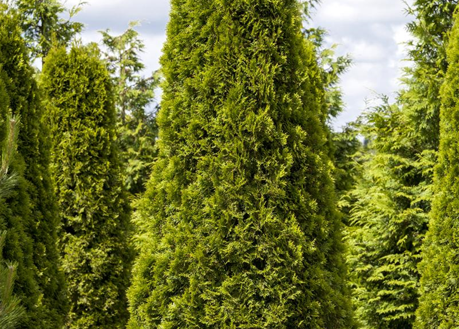 Lebensbaum Thuja Smaragd