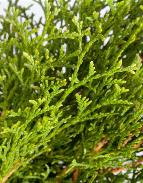 Lebensbaum Thuja Smaragd