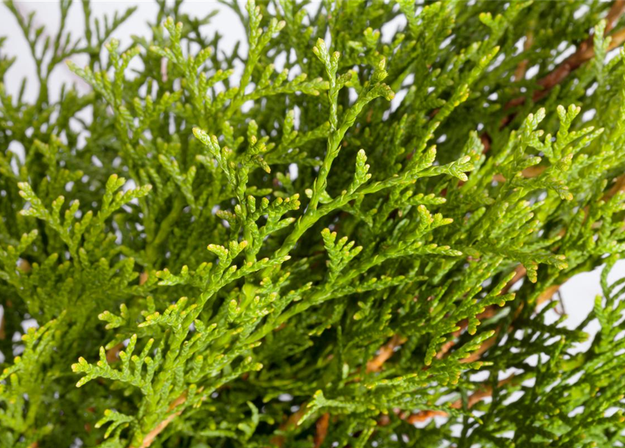 Lebensbaum Thuja Smaragd