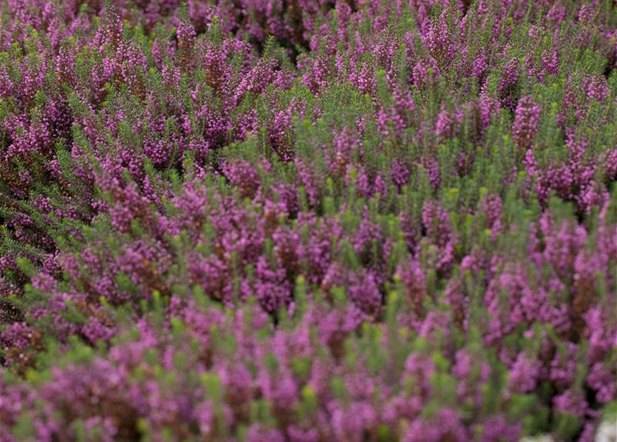 Erica carnea