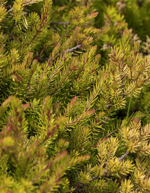 Erica carnea