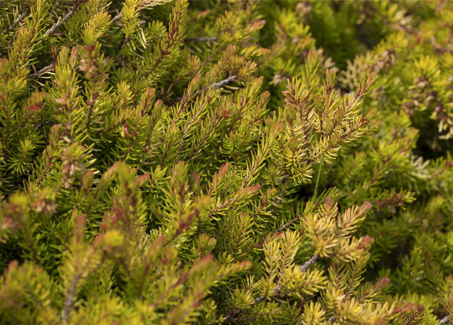 Erica carnea